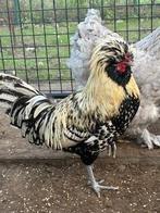 Gratis 2 jonge padua hanen, Dieren en Toebehoren