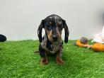 Dwergteckel pups, Dieren en Toebehoren, Honden | Teckels en Dashonden, België, 8 tot 15 weken, Korthaar, CDV (hondenziekte)
