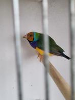 Gouldamadines, prachtige koppel zie beschrijving