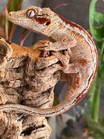 Gargoyle gekko, Dieren en Toebehoren, Hagedis, 0 tot 2 jaar
