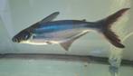 2 x pangasius (zoet water haai)