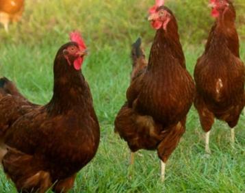 Bruine en witte legkippen, Dieren en Toebehoren, Kip