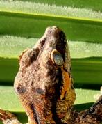 Gargoyle pos male, Dieren en Toebehoren, Reptielen en Amfibieën
