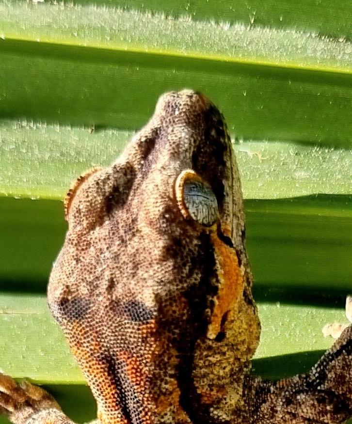 Gargoyle  male, Dieren en Toebehoren, Reptielen en Amfibieën