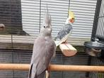 Très belle paire de calopsitte avec grande cage + accessoire, Plusieurs animaux, Perruche