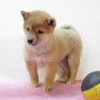 Shiba Inu - Belgisch pups te koop, Dieren en Toebehoren, België, CDV (hondenziekte), 8 tot 15 weken, Meerdere