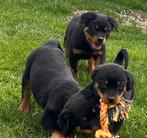 Rottweiler pups teefjes, Dieren en Toebehoren, Honden | Bulldogs, Pinschers en Molossers, België, CDV (hondenziekte), 8 tot 15 weken