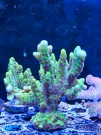 anacropora green goblin