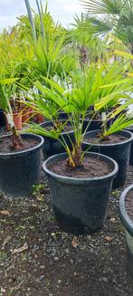 Trachycarpus Fortunei palmboom, Jardin & Terrasse, Plantes | Arbres, Enlèvement, Palmier