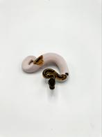 1.0 piebald het axanthic VPI - Python regius, Dieren en Toebehoren