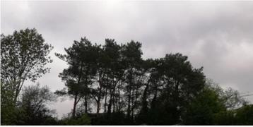 Bomen om te vellen.  beschikbaar voor biedingen