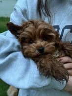 Maltipoo F1, Particulier, Plusieurs, Pays-Bas, Parvovirose