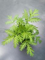 Artemisia Annua, Annuelle, Enlèvement, Autres espèces