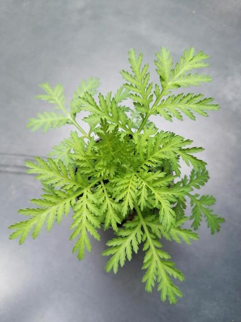 Artemisia Annua, Tuin en Terras, Planten | Tuinplanten, Eenjarig, Overige soorten, Ophalen