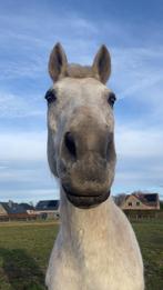 Zadelmak maken,trainen,doorrijden van paarden en pony’s, Zadelmak