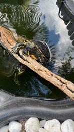 Schilpad, Dieren en Toebehoren, Reptielen en Amfibieën