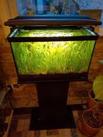 Aquarium (40 L) met toebehoren, Dieren en Toebehoren, Vissen | Aquaria en Toebehoren, Ophalen