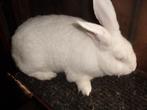 Witte Van Dendermonde, Dieren en Toebehoren, Konijnen