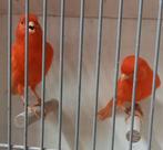 kanaries, Dieren en Toebehoren, Meerdere dieren, Kleurkanarie