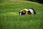 GRATIS 2 cavia's af te halen, Dieren en Toebehoren, April, Vrouwelijk, Cavia