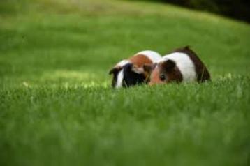 GRATIS 2 cavia's af te halen beschikbaar voor biedingen