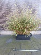 bamboo niet woekerend, Tuin en Terras, Ophalen of Verzenden, Haag