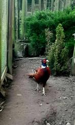 fazanten hanen, Dieren en Toebehoren, Vogels | Overige Vogels, Geringd