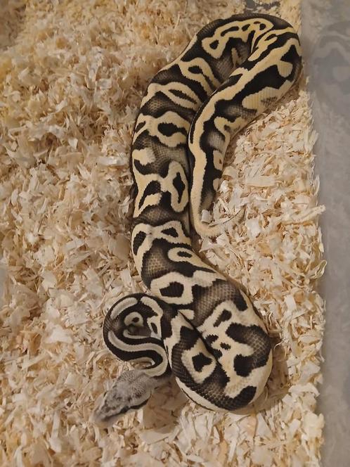 Leopard pastel desert ghost (mojave/sugar), Dieren en Toebehoren, Reptielen en Amfibieën