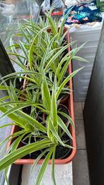 Kamerplant, Tuin en Terras, Planten | Tuinplanten, Ophalen