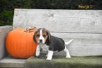 Prachtige Beagle pupjes, België, Beagle, CDV (hondenziekte), 8 tot 15 weken