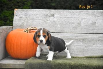 Prachtige Beagle pupjes  beschikbaar voor biedingen