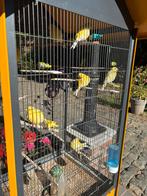 Famille canaris, Ophalen, Nieuw