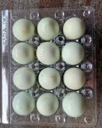 Celadon broedeitjes  versch kleurslagen door elkaar, Dieren en Toebehoren, Pluimvee