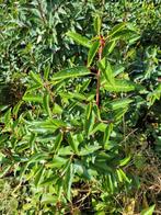 Mooie kwaliteit portugese laurierhaag PROMOTIE, Ophalen of Verzenden, Buxus