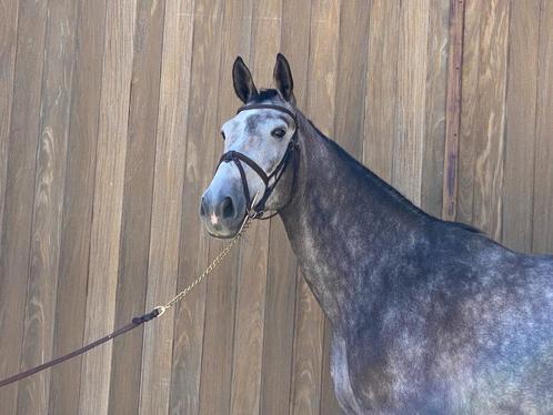 Super betrouwbare springruin, Animaux & Accessoires, Chevaux, Hongre, 170 à 175 cm, 3 à 6 ans, Cheval de saut, Avec pedigree, Avec puce électronique