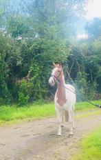 Paarden camionette gezocht voor transport 2 paarden, Dieren en Toebehoren, Paarden en Pony's | Trailers en Aanhangwagens, Ophalen of Verzenden