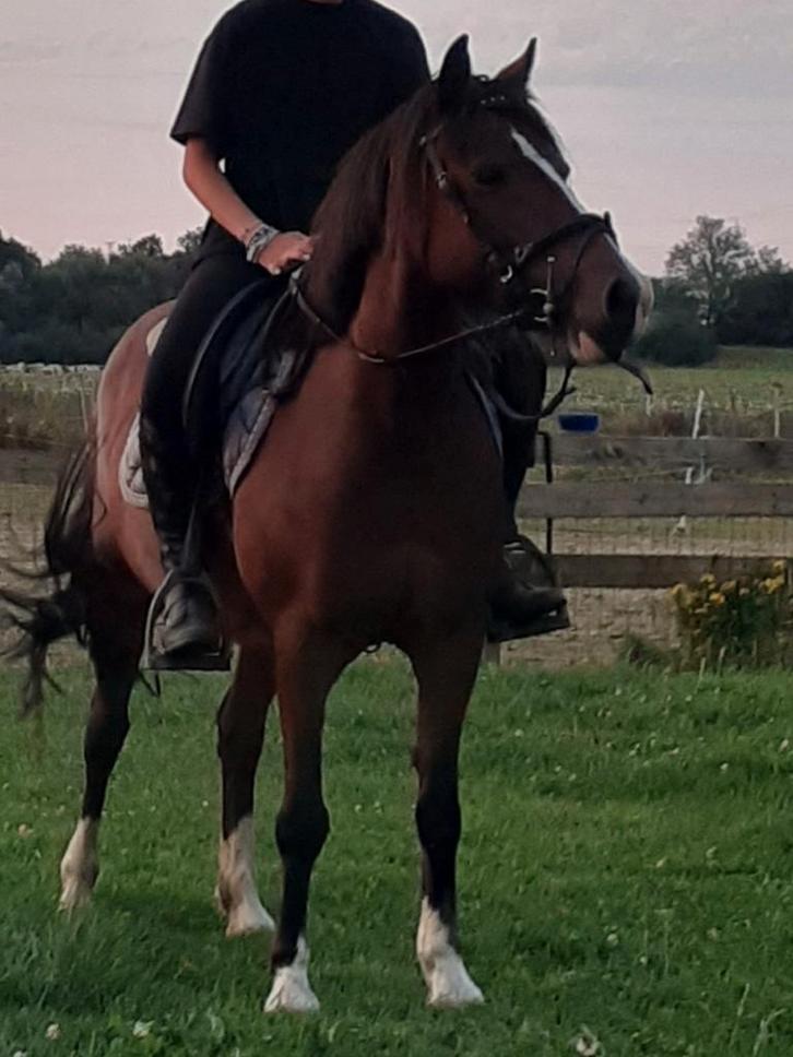 Pony te koop, Animaux & Accessoires, Poneys, Jument, B, Poney C (1.27 m à 1.37m), Poney de saut, 11 ans ou plus, Avec puce électronique