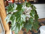 Zeer Grote begonia immensa kamerplant, Ophalen