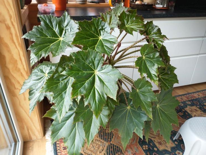 Zeer Grote begonia immensa kamerplant, Tuin en Terras, Planten | Tuinplanten, Ophalen
