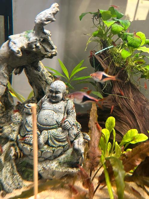 GEZOCHT! Kegelvlekbarbeels, Dieren en Toebehoren, Vissen | Aquaria en Toebehoren, Ophalen