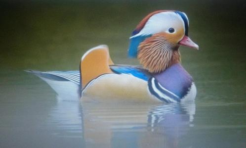 siereenden/eenden, Dieren en Toebehoren, Pluimvee