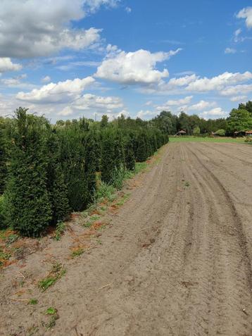taxus haagplanten/wolken  beschikbaar voor biedingen