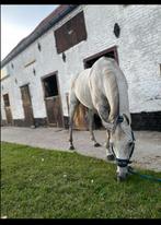 Paard zoekt 5️ huisje, Dieren en Toebehoren, Paarden, Gechipt, Ruin, Zadelmak, 7 tot 10 jaar