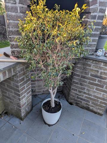 Ficus a donner disponible aux enchères