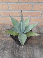 planten, Ophalen of Verzenden, Vaste plant, Overige soorten, Volle zon