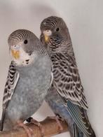 Grasparkiet blf, Dieren en Toebehoren, Vogels | Parkieten en Papegaaien