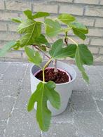 Vijgenboompje 45cm (zonder grijze pot), Tuin en Terras, Planten | Fruitbomen, Ophalen, Volle zon, Vijgenboom