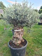 Prachtige oude olijfboom NR BA29 olea europaea, 100 tot 250 cm, Olijfboom, Zomer, Ophalen