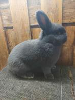 Blauwe Wener ram, Dieren en Toebehoren, Konijnen, Mannelijk, Middelgroot, 0 tot 2 jaar