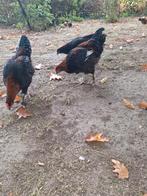 Maran haan koperhals, Dieren en Toebehoren, Pluimvee